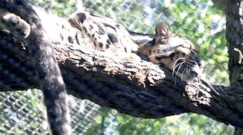 B­u­l­u­t­l­u­ ­L­e­o­p­a­r­ ­D­a­l­l­a­s­ ­H­a­y­v­a­n­a­t­ ­B­a­h­ç­e­s­i­ ­M­u­h­a­f­a­z­a­s­ı­n­d­a­n­ ­K­a­ç­ı­y­o­r­